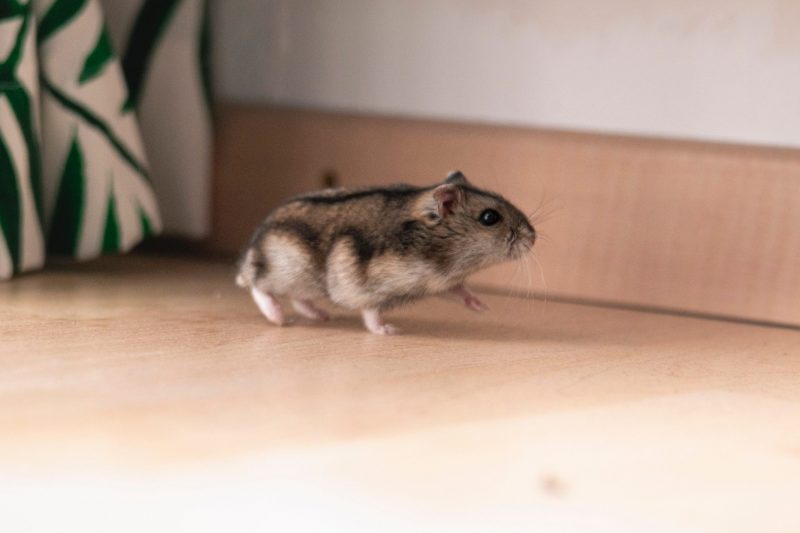 Promenade de hamster