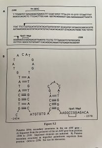 “Chromatin structure of the ANF gene”, Francois Lavallee 1990, McGill University.